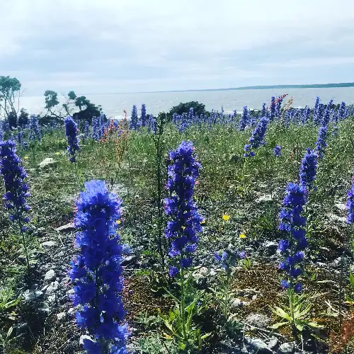 Blå blomma fält